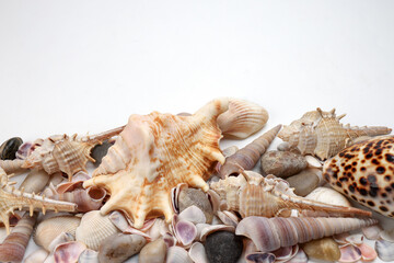 sea shell triton murex conchs bivalves tellins  scallops tulip star natica tun cowrie on white background copy text border frame