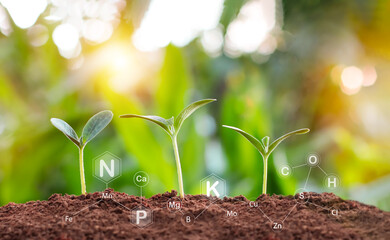 Pumpkin seedlings grow from fertile ground and have technology icons about minerals in the soil suitable for crops	