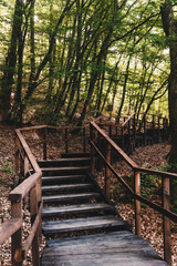 Path in the bright green summer forest