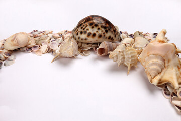 sea shell triton murex conchs bivalves tellins  scallops tulip star natica tun cowrie on white background copy text border frame