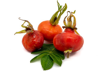 Rosa rugosa isolated on white background