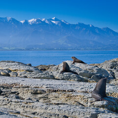 Seals admiring the view, Kaikoura, New Zealand