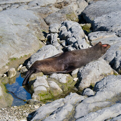 Yawning Seal, Kaikoura, New Zealand