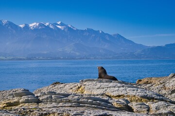 Seal admiring the view, Kaikoura, New Zealand