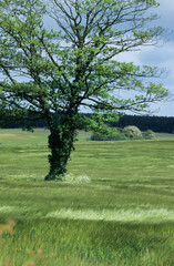 single tree in a barley field crop blown in wind location Norfolk UK