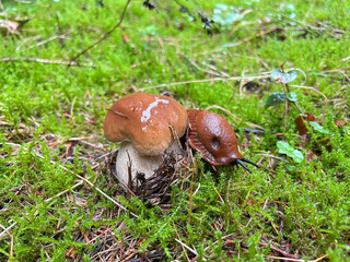 Steinpilz mit einer Schnecke im Herbst