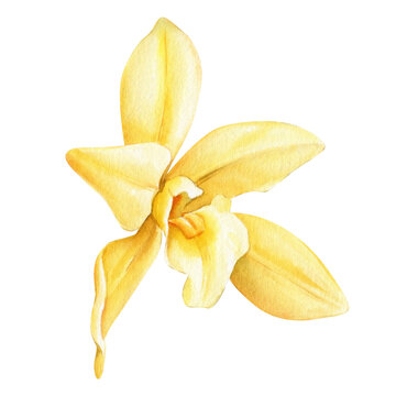 Orchid flower. Vanilla flowers isolated on white background for design, watercolor botanical illustration.