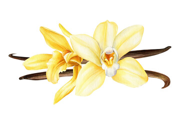 Fototapeta na wymiar Vanilla flower, dried beans, Orchid isolated on white background. Flora watercolor illustration. 