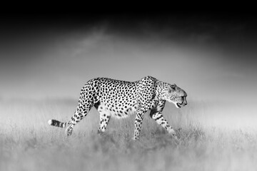 Black and white, artistically styled photograph of a cheetah, acinonyx jubatus,  walking in the open savannah against a blurry dark background.  African wildlife. Nxai Pan national park, Botswana.