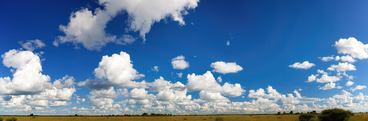Panorama of Nxai Pan National Park, Botswana. Big sky country, typical cotton-like cumulus clouds on blue sky above savanna shortly after rainy season.