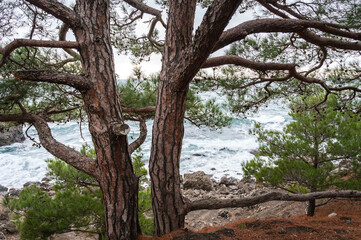 Fototapeta premium Pine tree by the sea