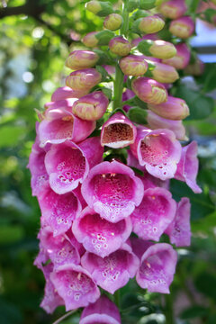Blüten einer Fingerhut Pflanze (Digitalis purpurea) im Garten