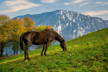 Fototapeta na wymiar Pferd grast auf Weide mit Bergen im Hintergrund