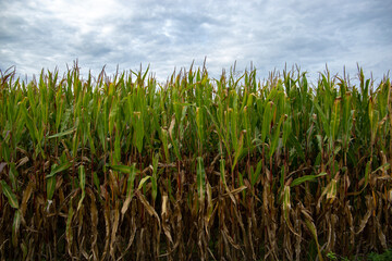 Corn field. Rural life. Early autumn.