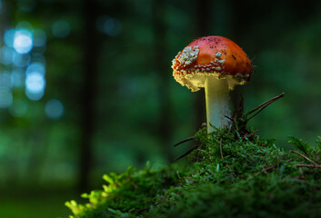 Fly agaric or Fly amanita (Amanita muscaria) is a basidiomycete of the genus Amanita.