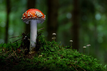 Fly agaric or Fly amanita (Amanita muscaria) is a basidiomycete of the genus Amanita.