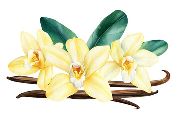 Vanilla flower, dried beans and leaves watercolor illustration. Orchid isolated on white background