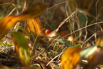 Lilies of the valley in autumn forest, leaves and fruit in autumn, forest litter, undergrowth, brown and yellow leaves in morning time with soft light.