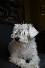 white quiet schnauzer hairy and calm