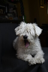 white quiet schnauzer hairy and calm