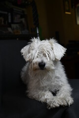 white quiet schnauzer hairy and calm