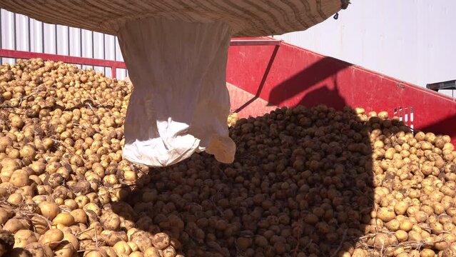 Potatoes pouring on conveyor.
Potatoes are poured from the big sack onto the conveyor.
