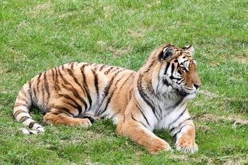 Fototapeta na wymiar Portrait of a tiger lying in the grass