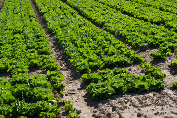 Fototapeta na wymiar Green salad field at rural village Kleinandelfingen, Canton Zürich, on a sunna summer day. Photo taken July 12th, 2022, Kleinandelfingen, Switzerland.