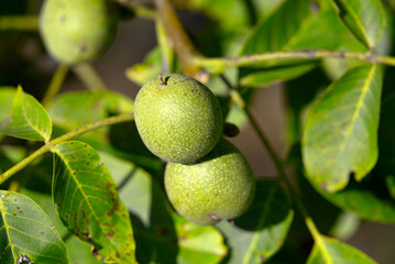 Walnuts on walnut tree ripening on a sunny summer day at rural Swiss village Kleinandelfingen on a sunny summer day. Photo taken July 12th, 2022, Kleinandelfingen, Switzerland.