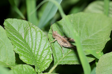 rufous grasshopper insect macro photo