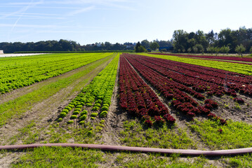 Green and red salad field at rural village Kleinandelfingen, Canton Zürich, on a sunna summer day. Photo taken July 12th, 2022, Kleinandelfingen, Switzerland.