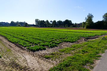 Fototapeta na wymiar Green salad field at rural village Kleinandelfingen, Canton Zürich, on a sunna summer day. Photo taken July 12th, 2022, Kleinandelfingen, Switzerland.