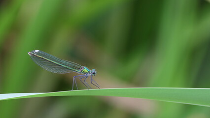 shiny dragonfly