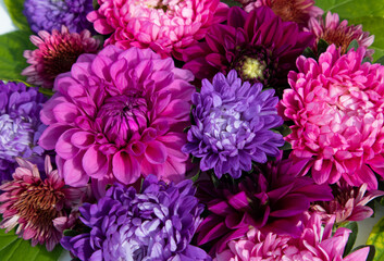 Bright floral background of chrysanthemums and gergines in pink tones. Postcard, poster.