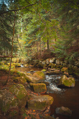 Naklejka premium Foret en Automne 
