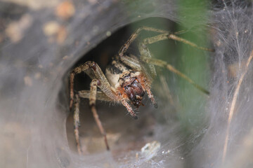 agelena labyrinthica spider macro photo