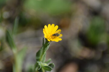 bicho, mosca, abeja, mariposa, flor, polen, primavera, polinización, 