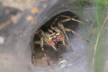 agelena labyrinthica spider macro photo