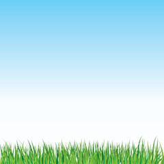Green grass with blue sky background. Vector  illustration.