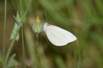 bicho, mosca, abeja, mariposa, flor, polen, primavera, polinización, 