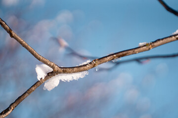 Murren , Swiss mountain village near Schilthorn  and Lauterbrunnen during winter sunny day : Murren , Switzerland : December 3 , 2019