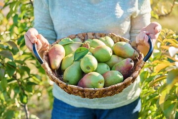Close-up of basket with fresh ripe pears in hands, outdoor