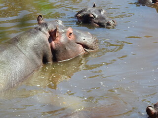 hippopotamus in water