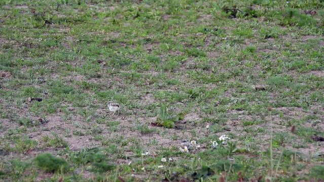 Flussregenpfeifer&nbsp;(Charadrius dubius) mit Jungen