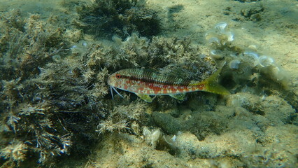 Striped red mullet or surmullet (Mullus surmuletus) undersea, Aegean Sea, Greece, Halkidiki 