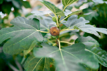 Fig grows on a green branch among dense foliage. Macro. High quality photo