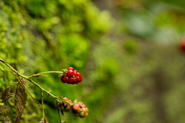 Close-up photo of European blackberry in front of an old moss covered fence post. Sharp focus and beautiful color.