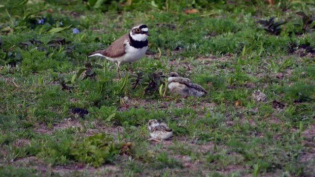 Flussregenpfeifer&nbsp;(Charadrius dubius) mit Jungen