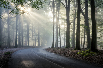 Obraz premium Sunlight coming trough morning mist in forest