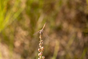 The dragonfly inn looking for food.